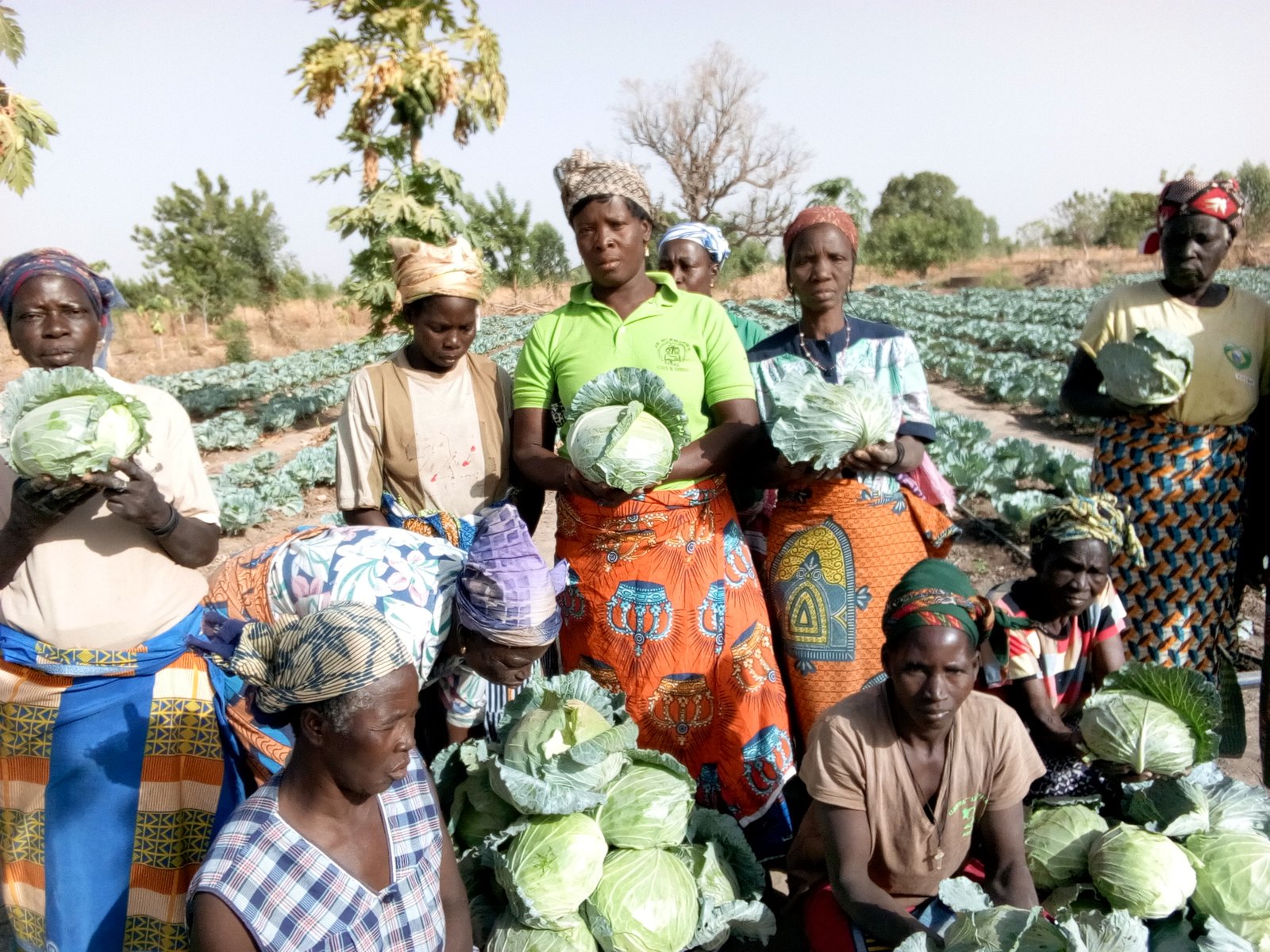 Women harvesting cabbages from a community garden